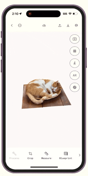 Cat_background.gif